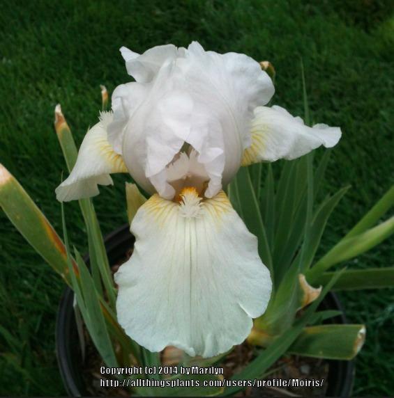Photo of Tall Bearded Iris (Iris 'White Reprise') uploaded by Moiris