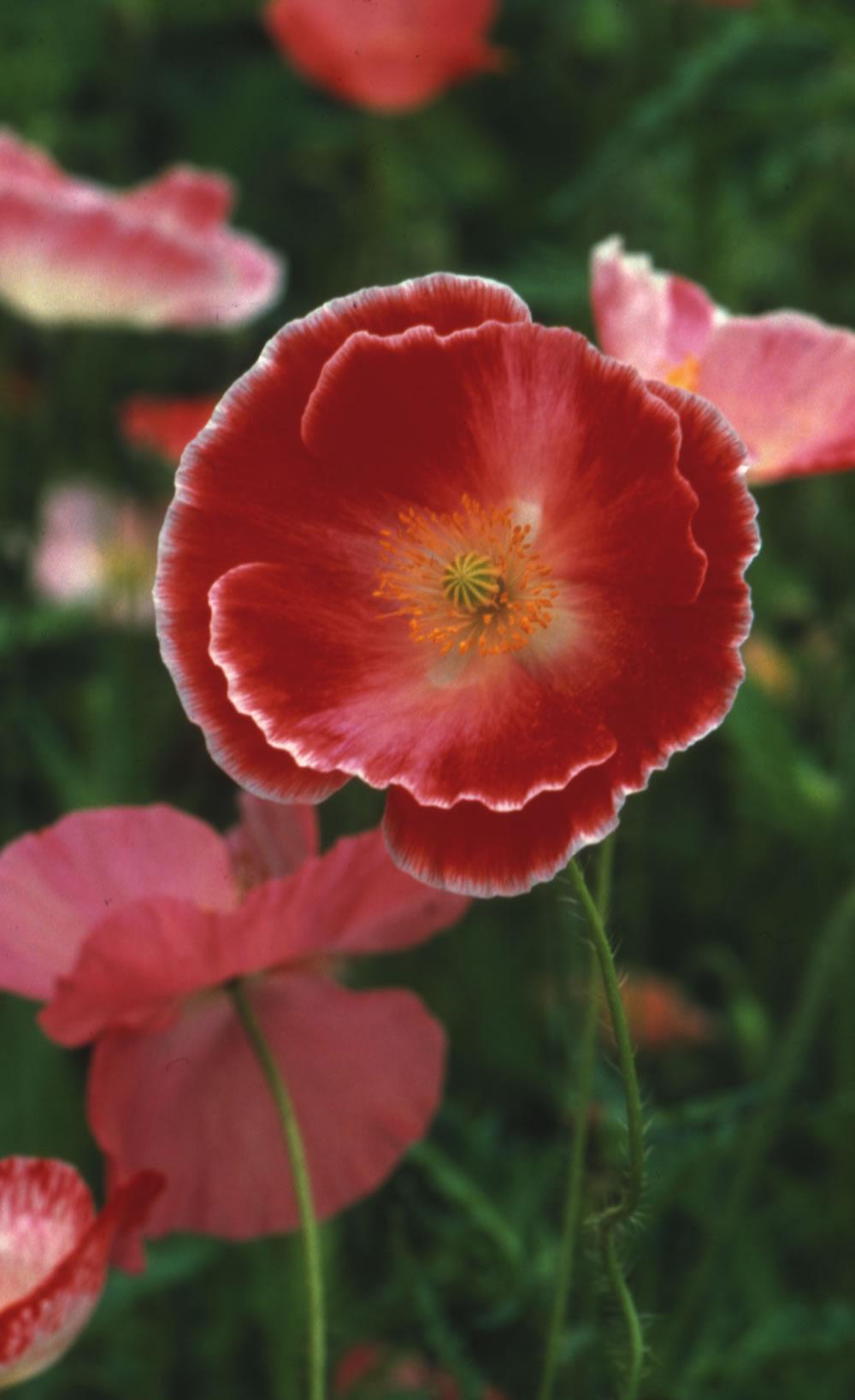 Photo of Poppies (Papaver) uploaded by SongofJoy