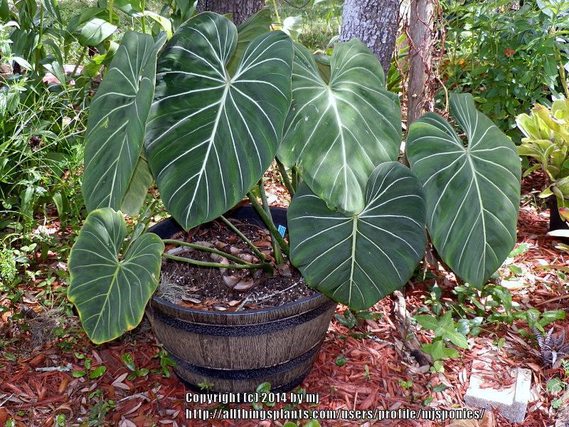 Photo of Philodendron (Philodendron gloriosum) uploaded by mjsponies