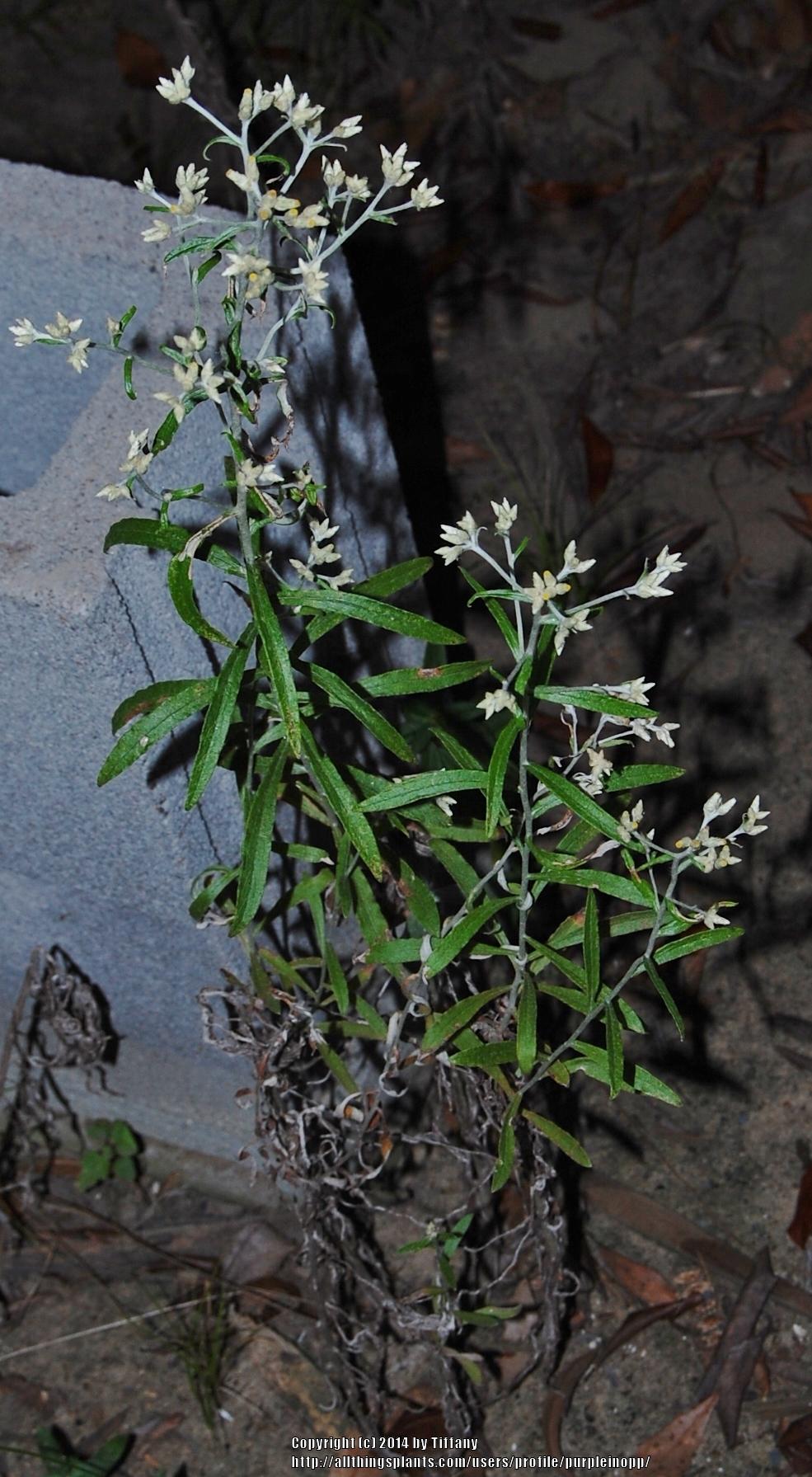 Photo of Sweet Everlasting (Pseudognaphalium obtusifolium) uploaded by purpleinopp