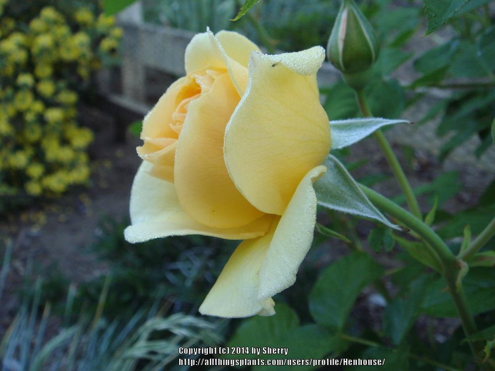 Photo of Floribunda Rose (Rosa 'Julia Child') uploaded by Henhouse