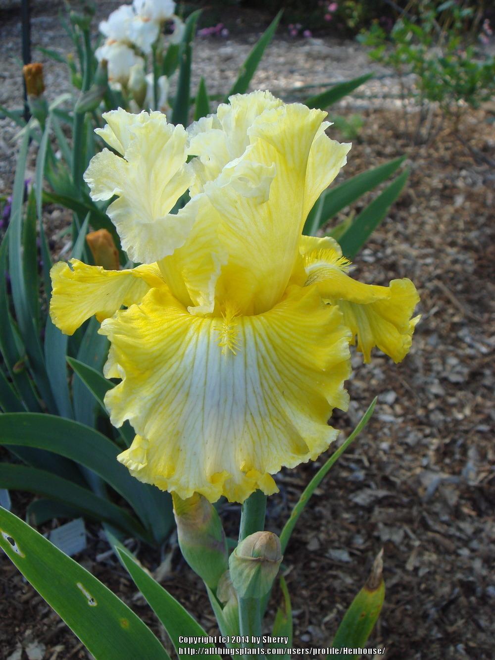 Photo of Tall Bearded Iris (Iris 'Smart Money') uploaded by Henhouse