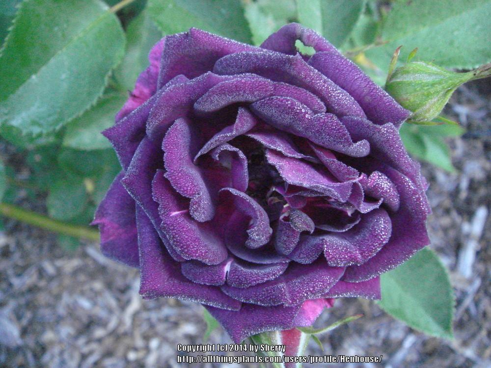 Photo of Rose (Rosa 'Midnight Blue') uploaded by Henhouse