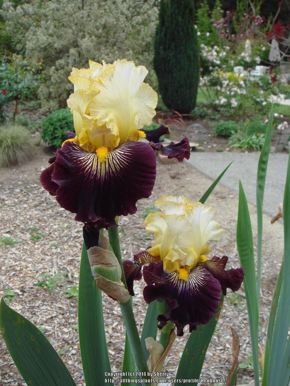 Photo of Tall Bearded Iris (Iris 'Reckless Abandon') uploaded by Henhouse