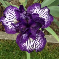 Location: My garden, central NJ, Zone 7A
Date: Spring 2013
Iris Line Drive
