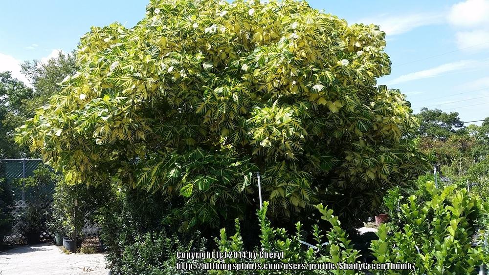 Photo of Variegated Coral Tree (Erythrina variegata) uploaded by ShadyGreenThumb