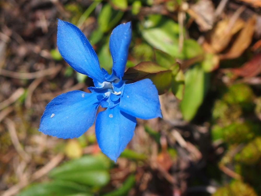 Photo of Spring Gentian (Gentiana verna) uploaded by admin