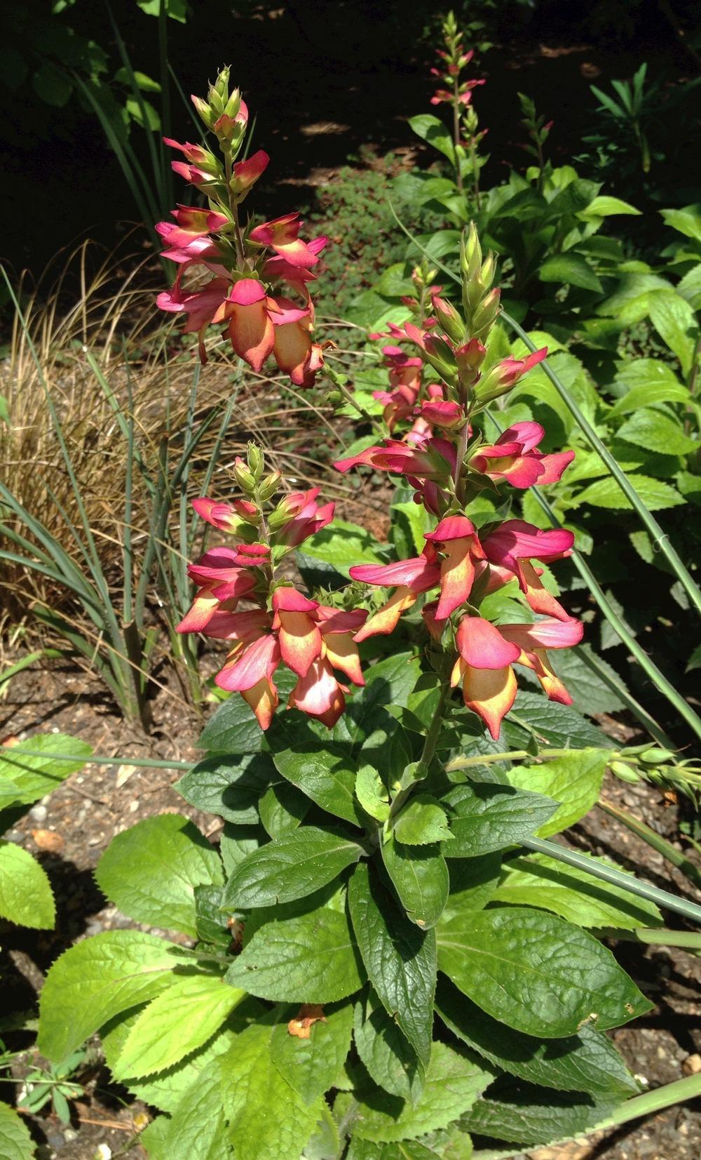 Photo of Foxglove (Digitalis Digiplexis® Illumination Flame) uploaded by bxncbx
