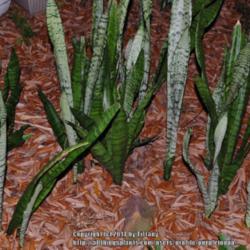 Location: Opp, AL
Date: 2014-09-26
SANSEVIERIA TRIFASCIATA, All of the whiter parts are new this sum