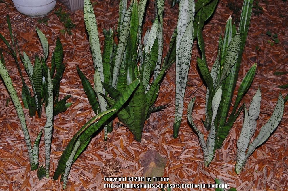 Photo of Snake Plant (Dracaena trifasciata) uploaded by purpleinopp