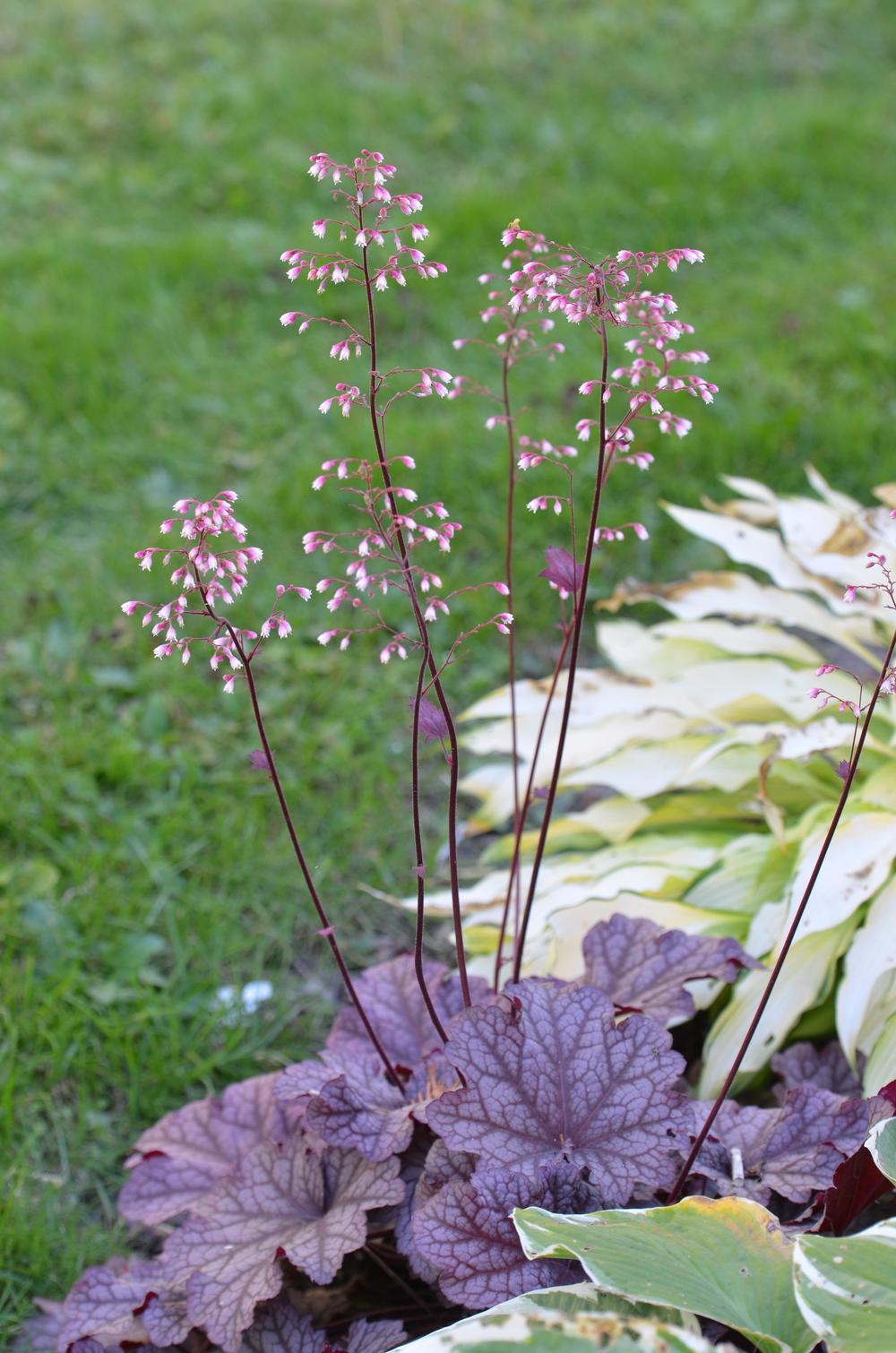 Photo of Coral Bells (Heuchera 'Berry Smoothie') uploaded by Anne