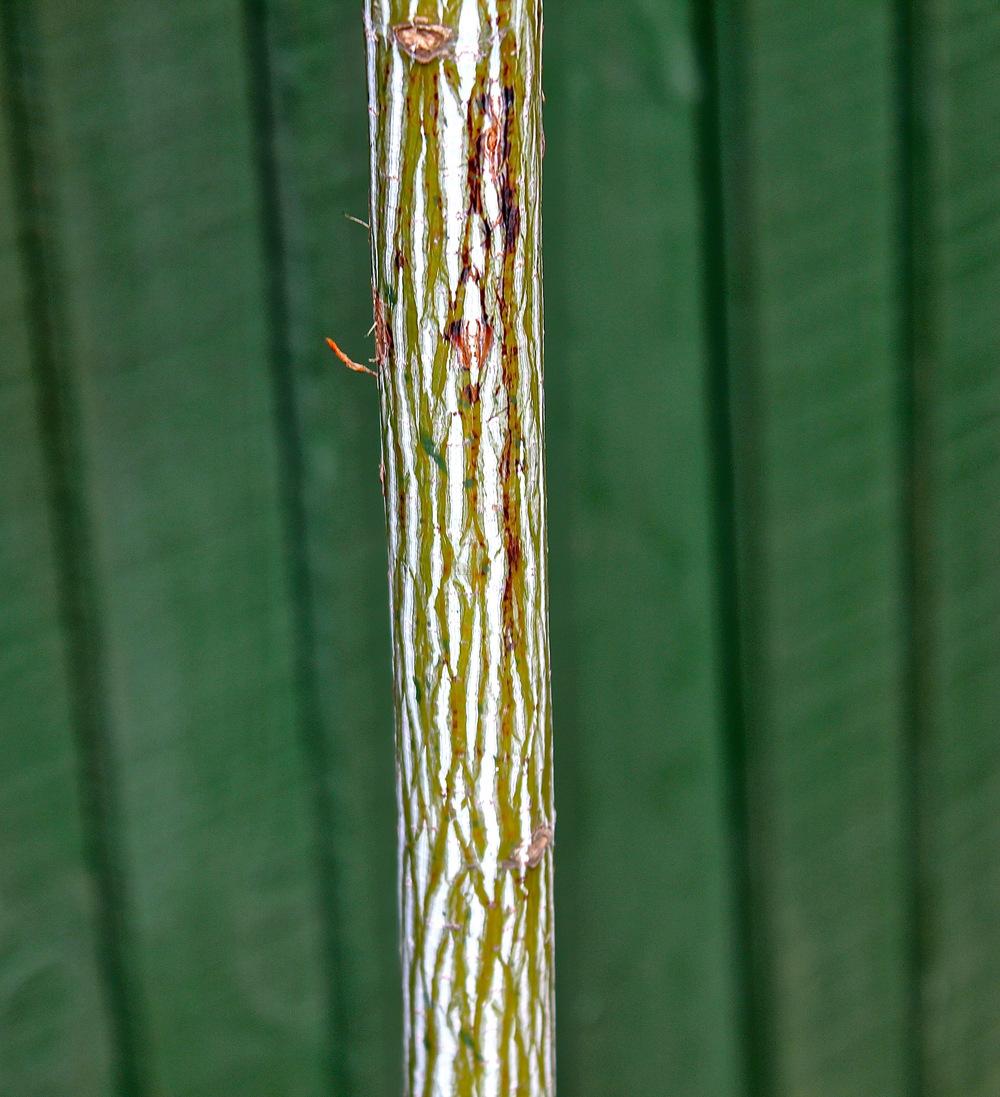 Photo of Snakebark Maple (Acer davidii) uploaded by NEILMUIR1