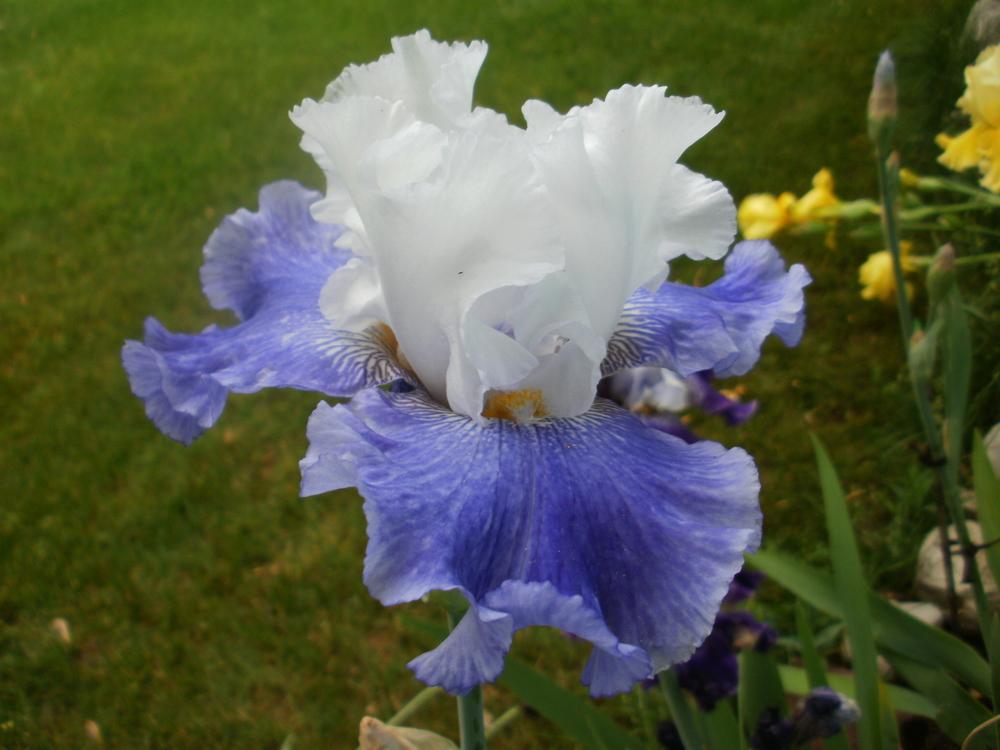 Photo of Tall Bearded Iris (Iris 'Cascadian Rhythm') uploaded by bramedog