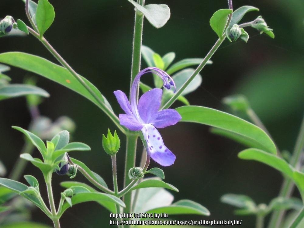Photo of Forked Blue Curls (Trichostema dichotomum) uploaded by plantladylin