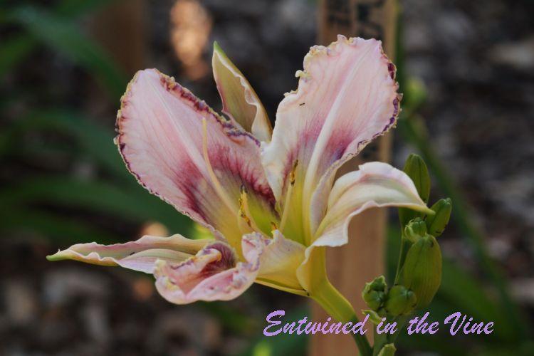 Photo of Daylily (Hemerocallis 'Entwined in the Vine') uploaded by tommy71