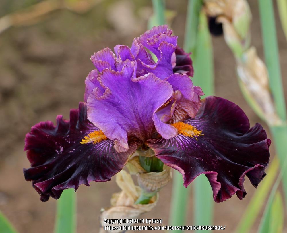 Photo of Tall Bearded Iris (Iris 'Cher and Cher Alike') uploaded by ARUBA1334
