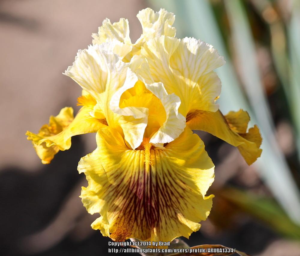 Photo of Tall Bearded Iris (Iris 'Spiral Galaxy') uploaded by ARUBA1334