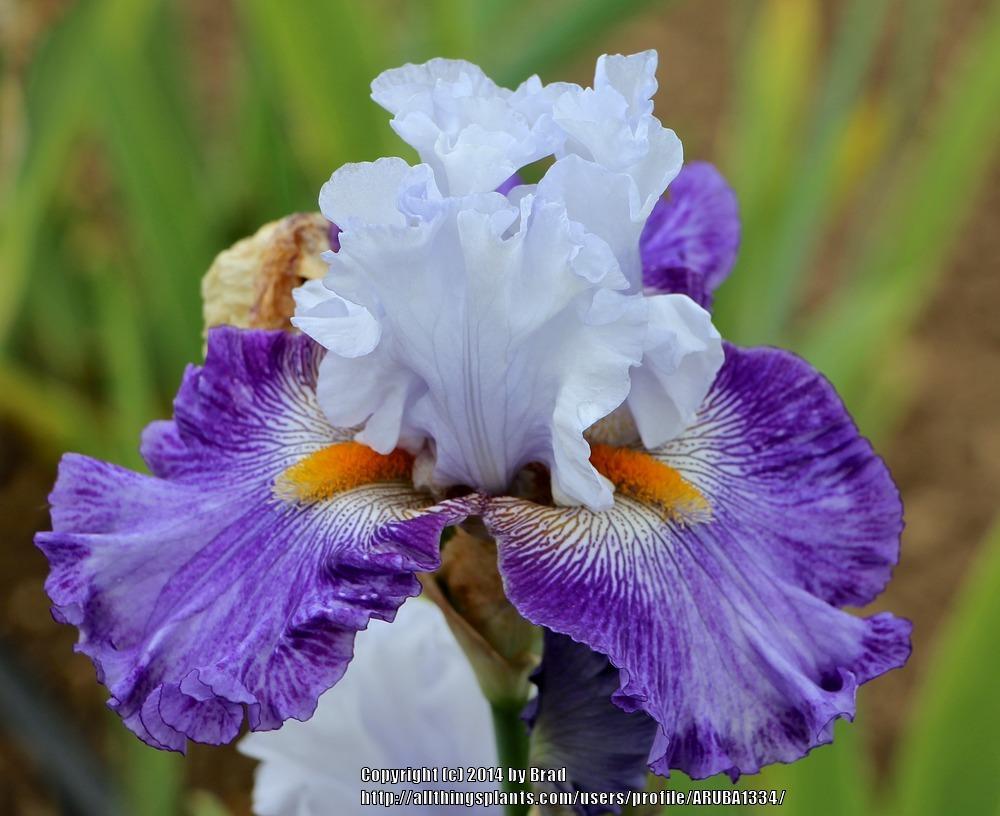 Photo of Tall Bearded Iris (Iris 'Katarina') uploaded by ARUBA1334