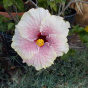 Good color, good example of Smokey Mountain Hibiscus Blossom