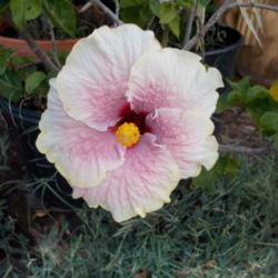 Location: Blondmyk's Backyard
Date: 2014-07-25
Good color, good example of Smokey Mountain Hibiscus Blossom
