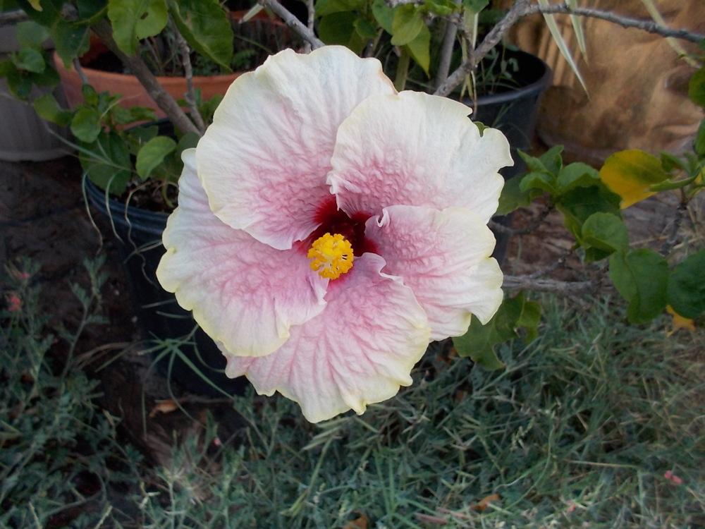 Photo of Tropical Hibiscus (Hibiscus rosa-sinensis 'Smokey Mountain') uploaded by Blondmyk