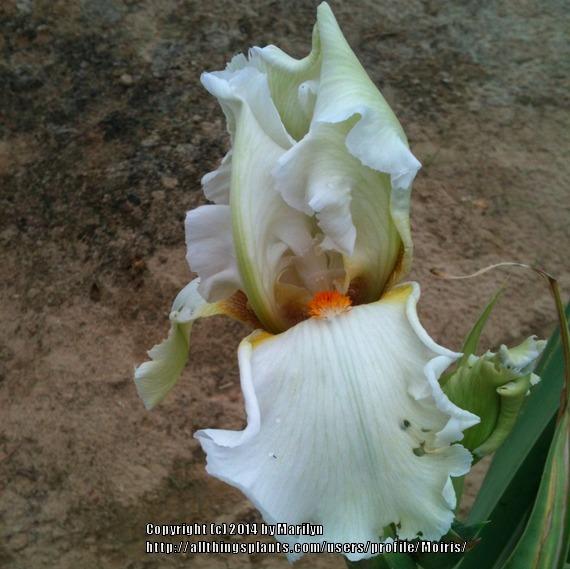 Photo of Tall Bearded Iris (Iris 'Fire on Ice') uploaded by Moiris