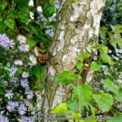 Location: London, England!
Date: 2014-09-29
A Michaelmas daisy with a silver birch, or Betula pendula.