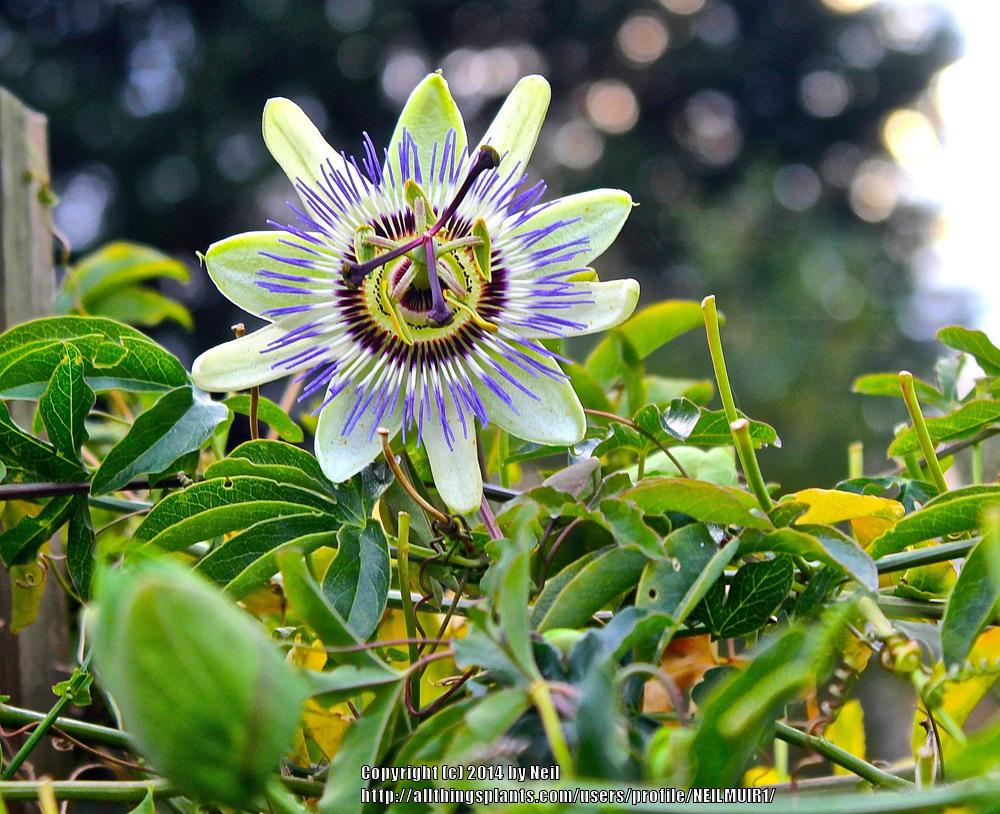 Photo of Blue Passion Flower (Passiflora caerulea) uploaded by NEILMUIR1