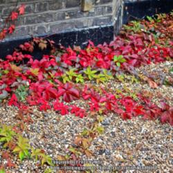 Location: London, England!
Date: 2014-09-29
Gorgeous ground cover!
