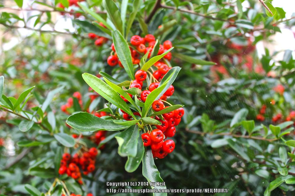 Photo of Firethorn (Pyracantha coccinea) uploaded by NEILMUIR1