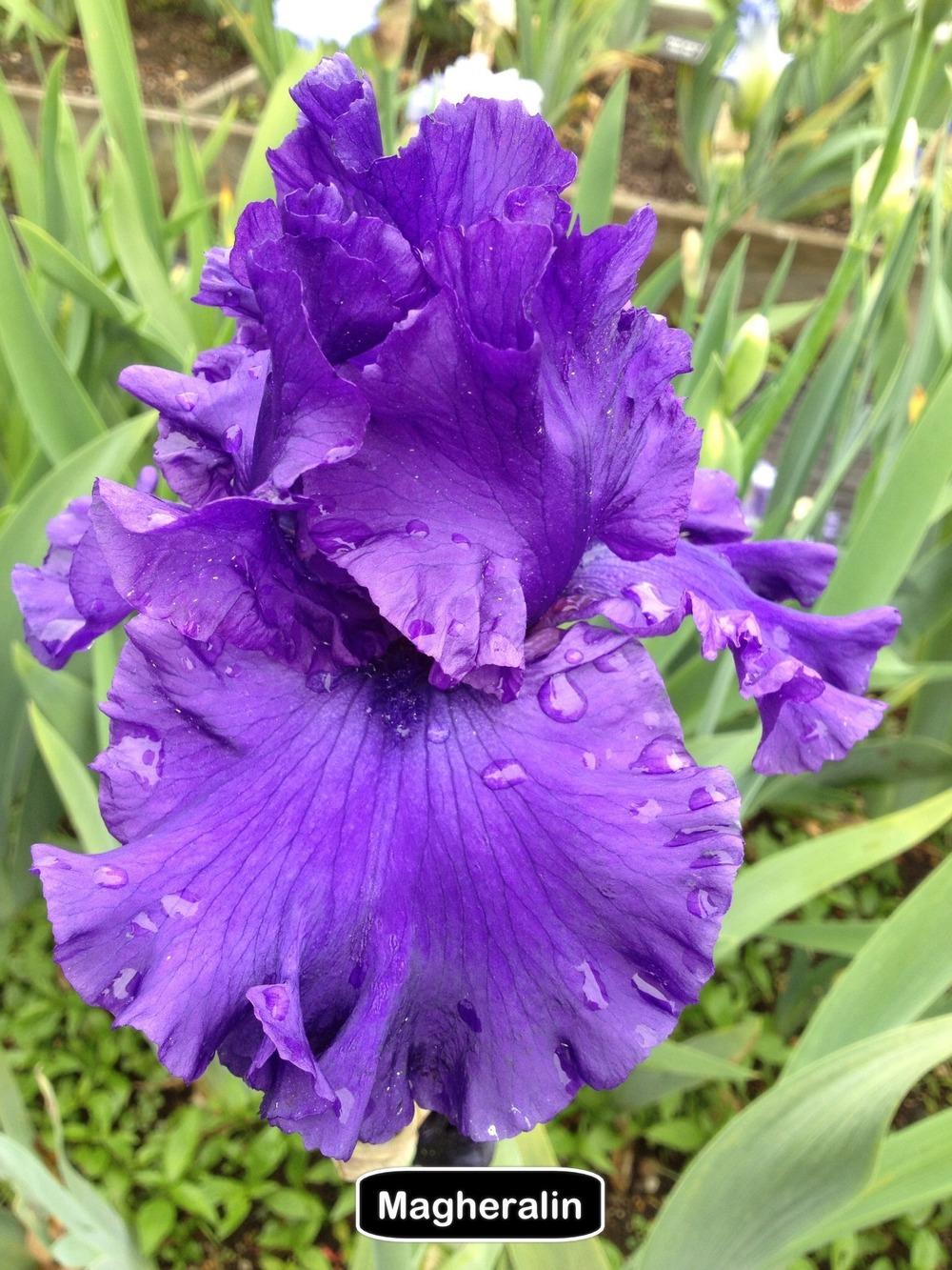 Photo of Tall Bearded Iris (Iris 'Magheralin') uploaded by Njiris