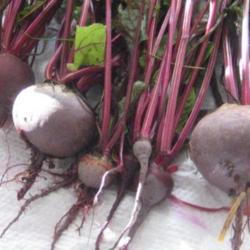 Location: Calgary
Date: 2014-09-28
Small, quick growing beet, fairly sweet