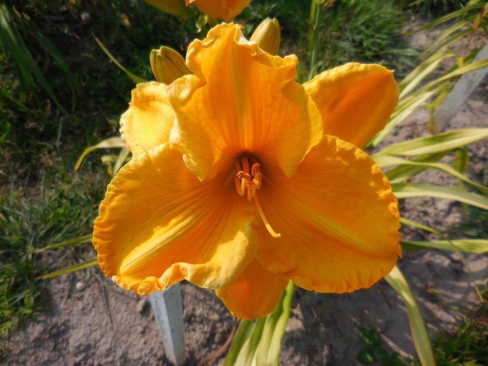 Photo of Daylily (Hemerocallis 'Aztec Plaza') uploaded by petalsnsepals