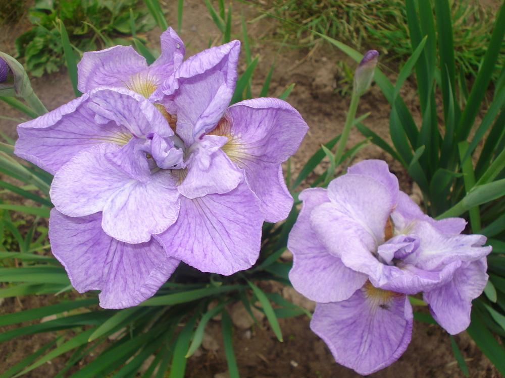 Photo of Siberian Iris (Iris 'Imperial Opal') uploaded by petalsnsepals