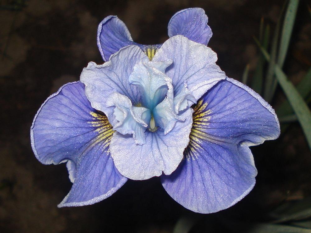 Photo of Siberian Iris (Iris 'Sailor's Fancy') uploaded by petalsnsepals