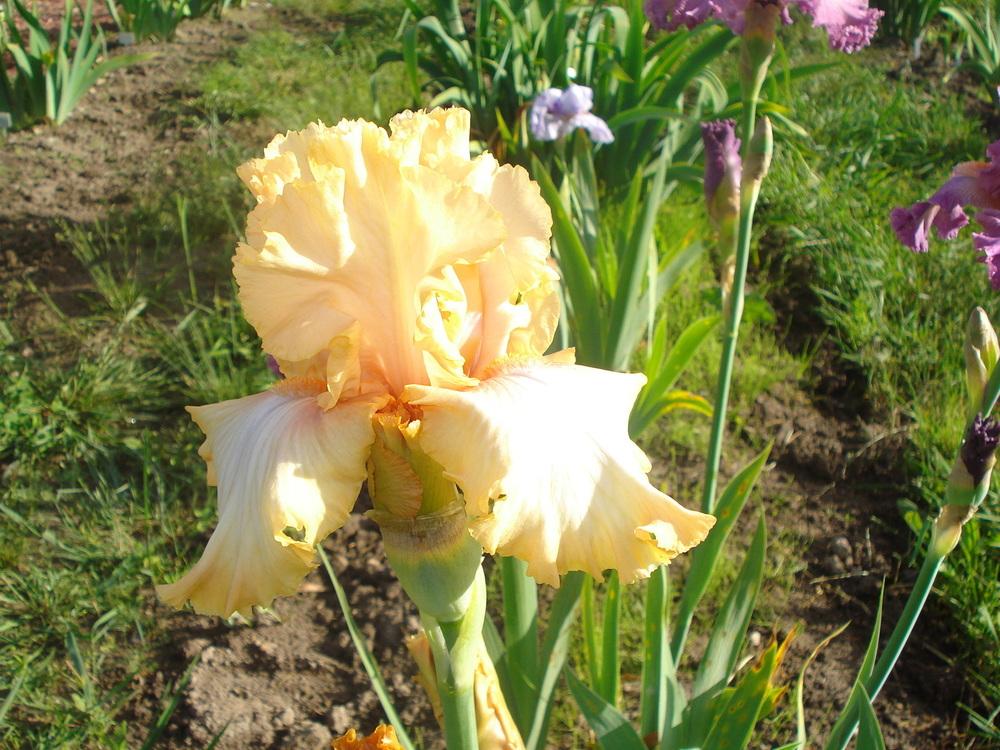Photo of Tall Bearded Iris (Iris 'Deliciously Different') uploaded by petalsnsepals