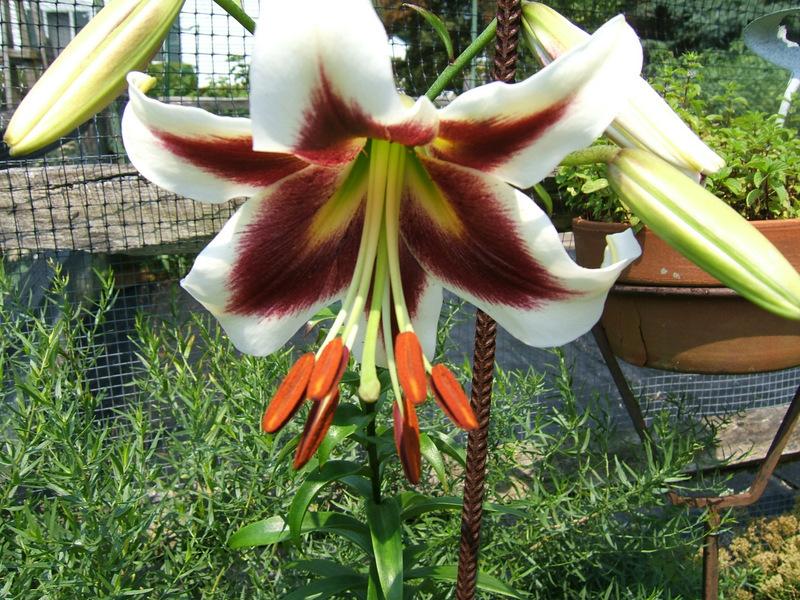 Photo of Lily (Lilium 'Beverly Dreams') uploaded by pirl