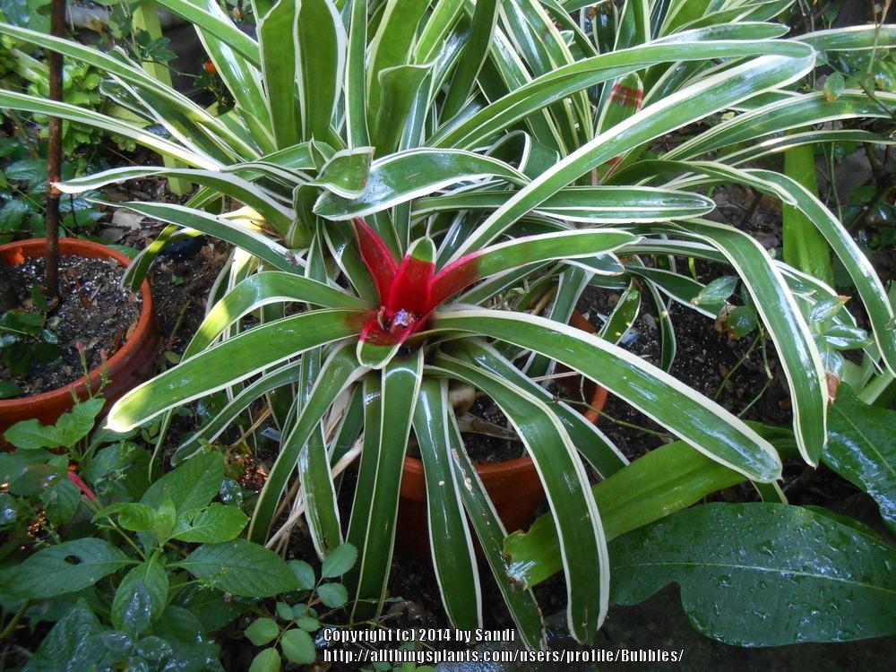 Photo of Bromeliad (Neoregelia 'Chili Verde') uploaded by Bubbles