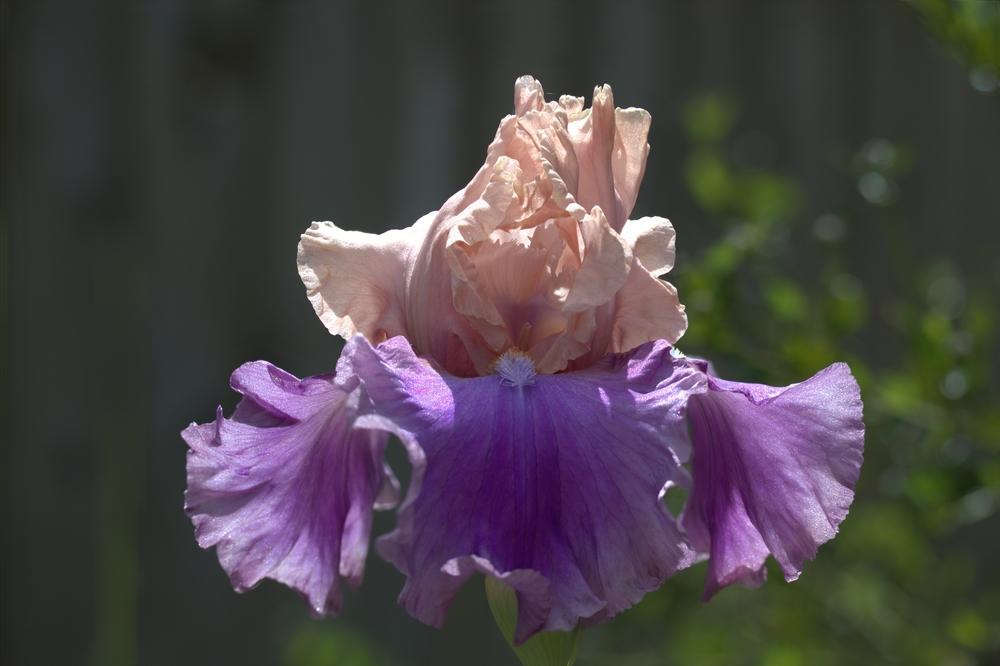 Photo of Tall Bearded Iris (Iris 'Poem of Ecstasy') uploaded by DancingGenes
