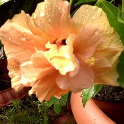 Location: Celest's Garden
Date: 2010-09-22
Beautiful Double Hibiscus