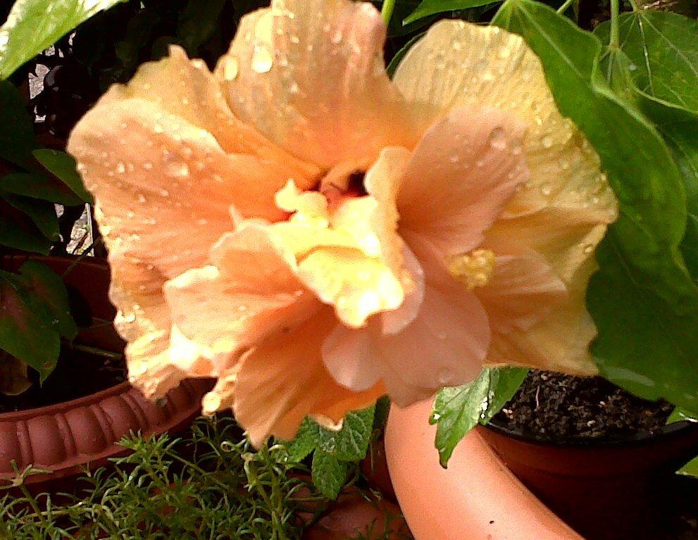 Photo of Tropical Hibiscus (Hibiscus rosa-sinensis 'Tropical Sunset') uploaded by Rosegal