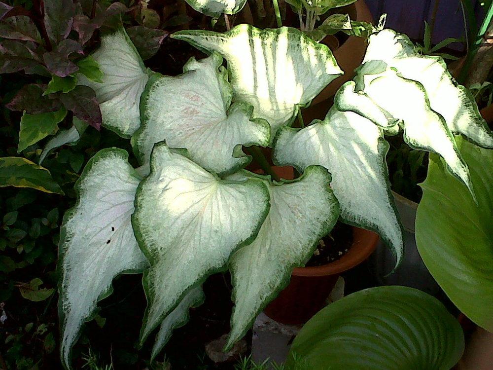 Photo of Fancy-Leafed Caladium (Caladium bicolor) uploaded by Rosegal