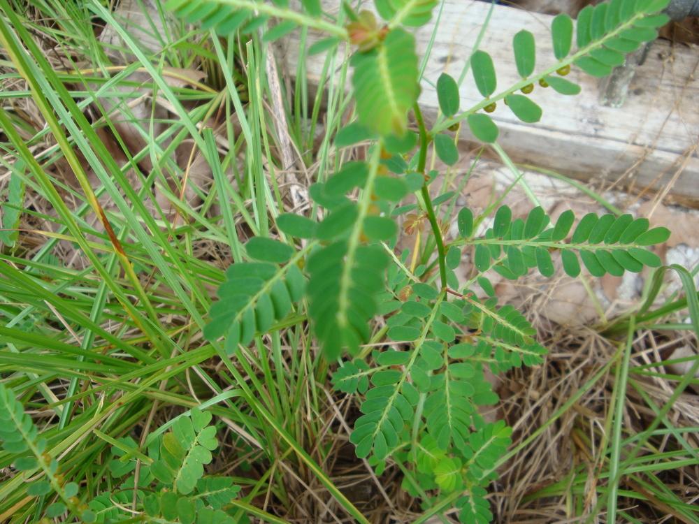Photo of Chamber Bitter (Phyllanthus urinaria) uploaded by flaflwrgrl