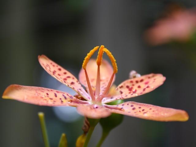 Photo of Species Iris (Iris domestica) uploaded by gingin