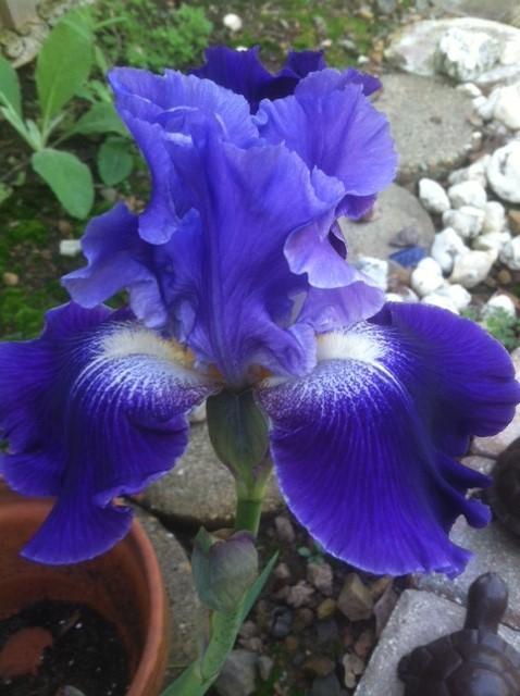 Photo of Tall Bearded Iris (Iris 'Daughter of Stars') uploaded by grannysgarden