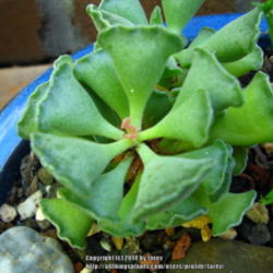 Location: At our garden - San Joaquin County, CA
Date: 2014-09-28
New leaves in the center forming this Fall 2014 for Adromischus c