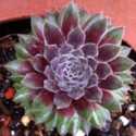 Where To Look for Sempervivum Color at ATP