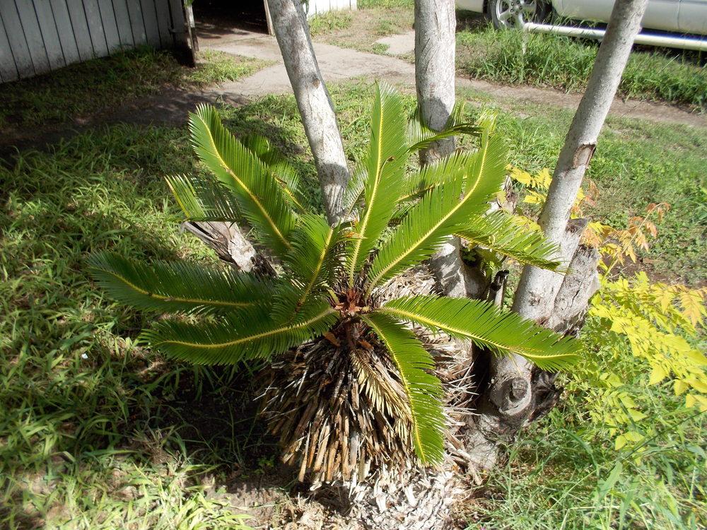 Photo of Sago Palm (Cycas revoluta) uploaded by Blondmyk