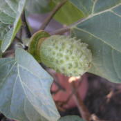 Example of a "Thornapple" from "Datura Metel"--Triple Black Curra