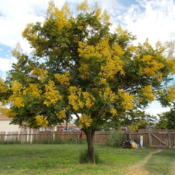 Example of Chinese Rain Tree in full bloom--whole tree before lan
